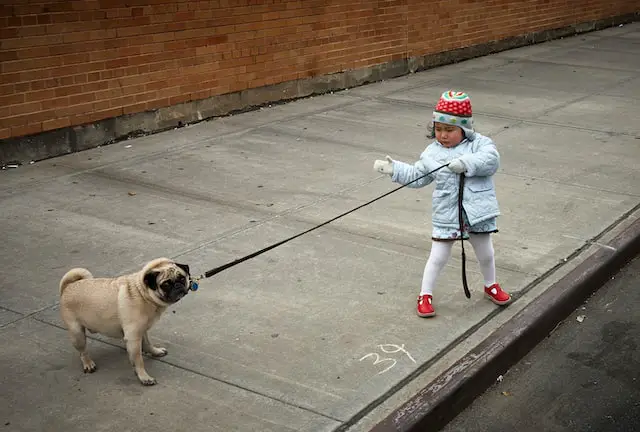 Picture of a child trying to walk a stubborn dog