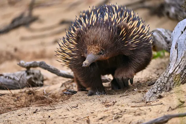 Picture of an echidna 