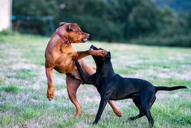 Picture of two dogs fighting 