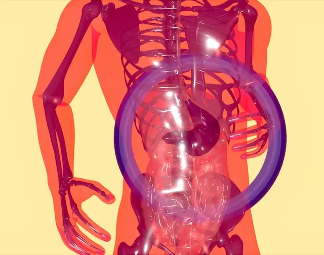 Picture of the inside of a body