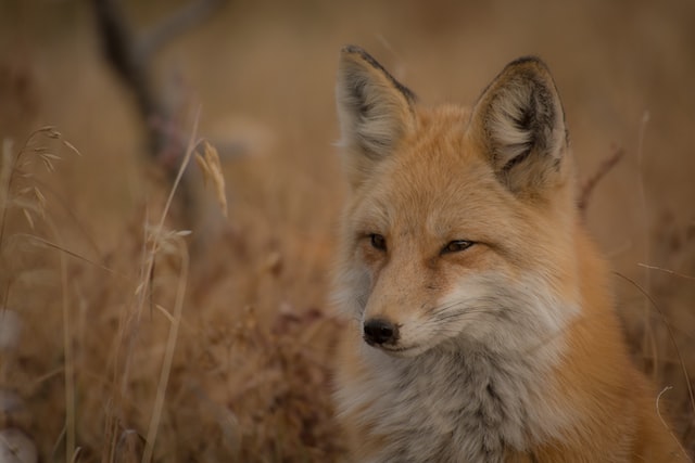 Picture of a fox