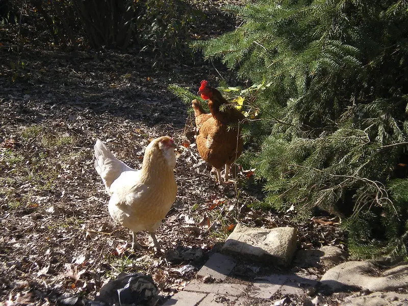 picture of Free-range hens