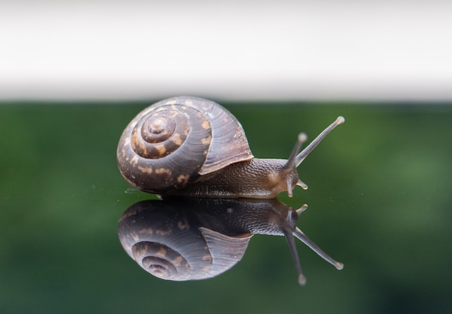 picture of a snail which is a gastropod