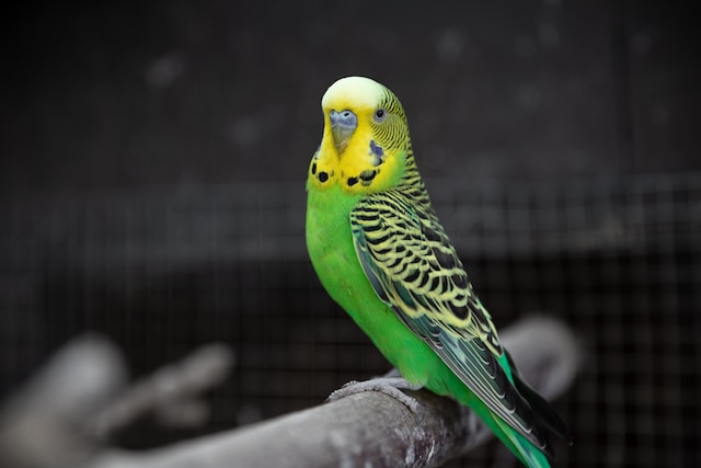 picture of a budgie