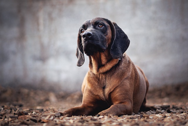 picture of a bloodhound 