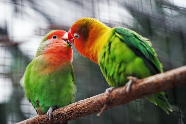 picture of a pair of lovebirds