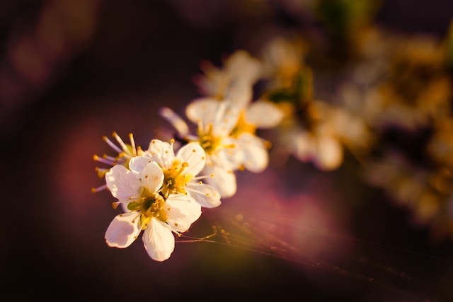 picture of blackthorn plant
