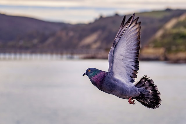 picture of a pigeon 