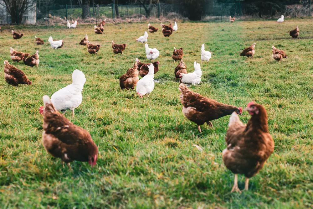 picture of Cage-free hens