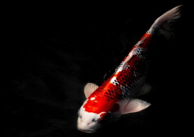 Picture of a koi 