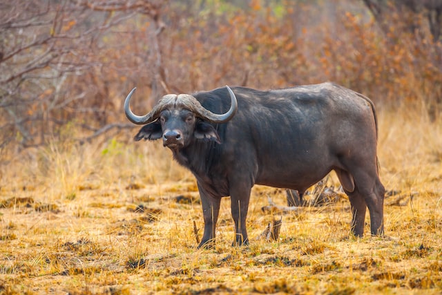 picture of an African water buffalo 