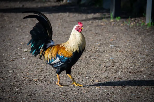 Picture of a rooster