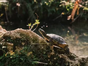 a turtle laying on a riverbank