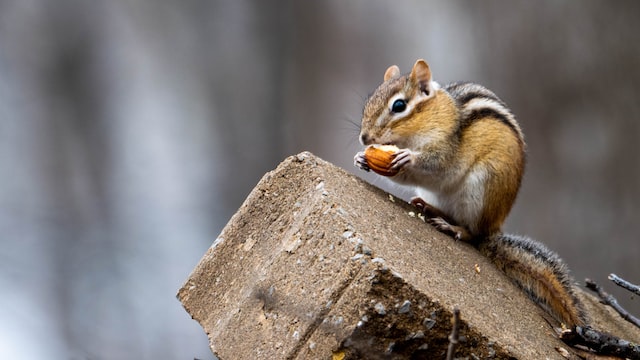 Picture of a chipmunk eating food