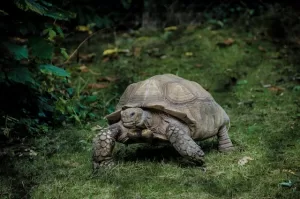 picture of a tortoise