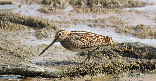 picture of a snipe
