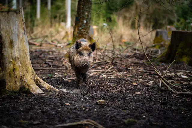picture of a wildboar