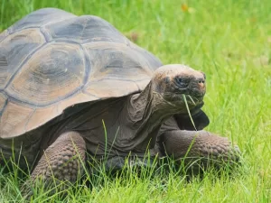 picture of a tortoise eating grass