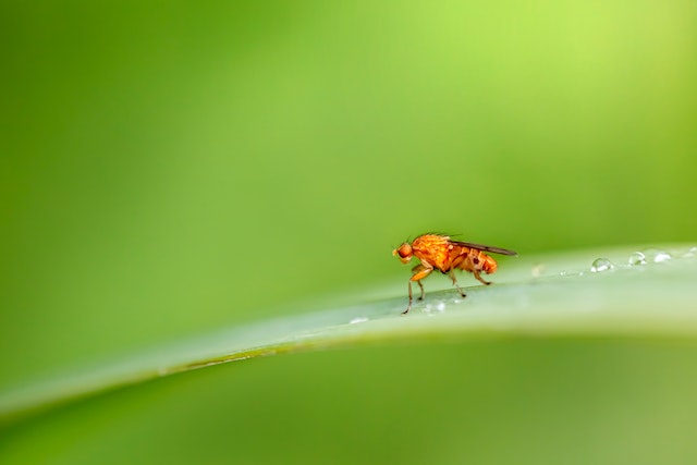 Picture of a fruit fly 