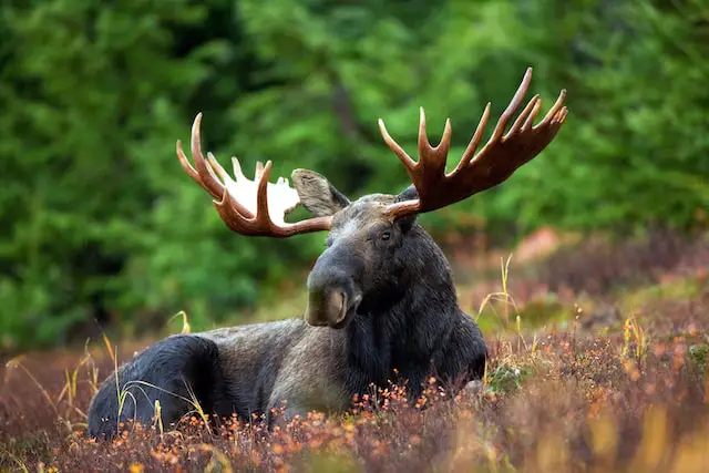 picture of a moose