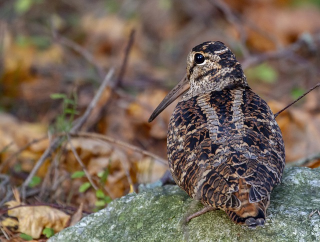 picture of a woodcock 