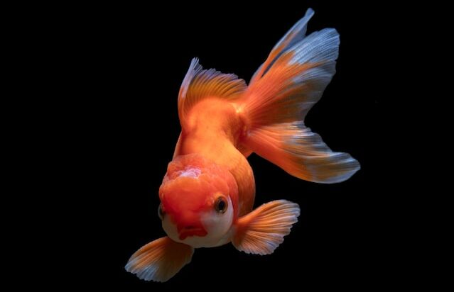 Picture of a goldfish 