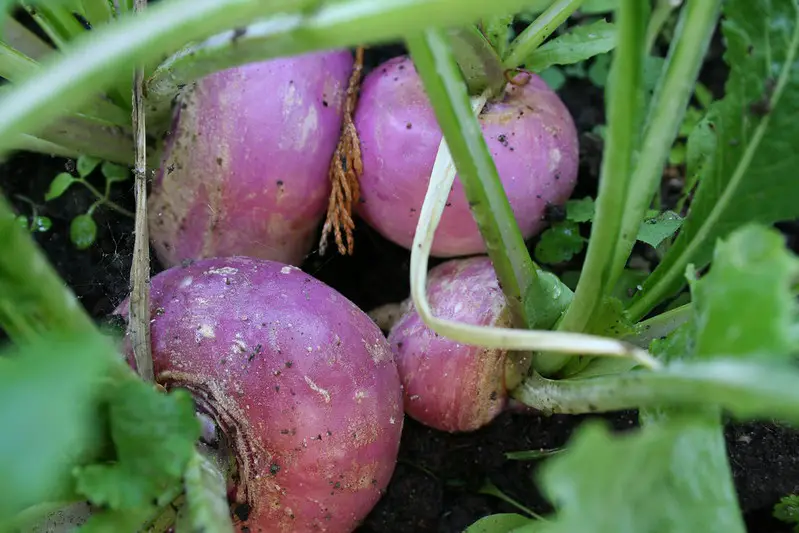Picture of some turnips 
