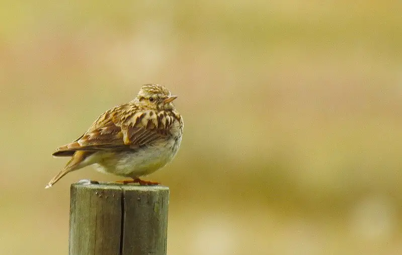 picture of a woodlark