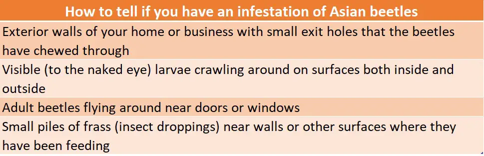 table containing details of ladybug infestation signs 