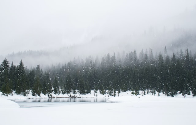 Picture of a snowy landscape with trees