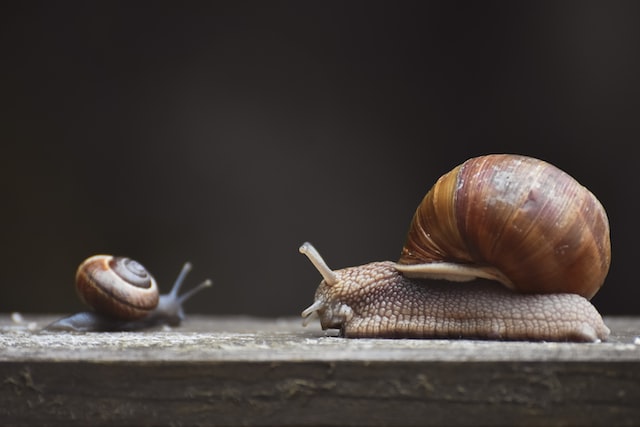 Picture of two garden snails