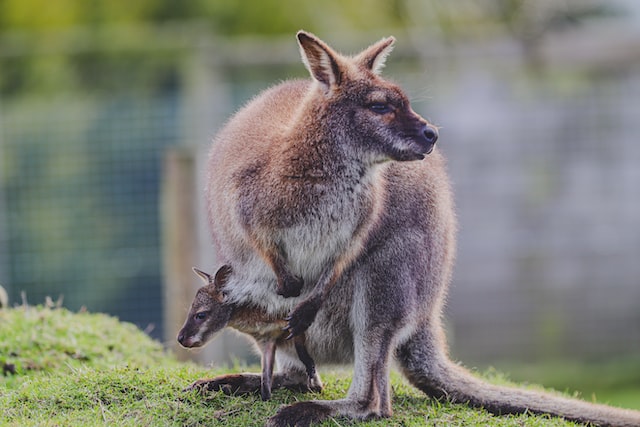 Picture of a wallaby with it's baby in her pouch