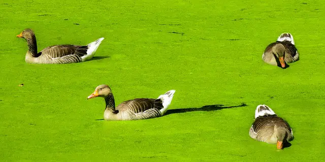 Picture of ducks wading in a pond filled with duckweed