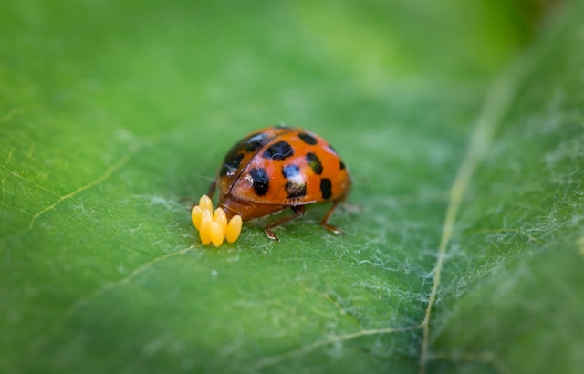picture of ladybug laying eggs