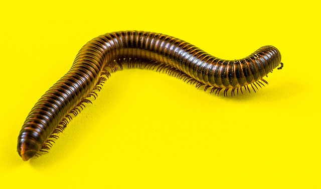 picture of a centipede