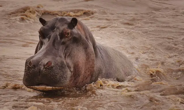 A picture of a hippopotamus 