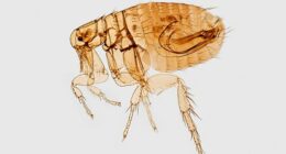 picture of a magnified image of a flea