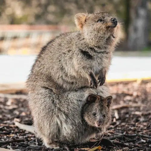 What is the difference between mammals and marsupials? - Difference Digest