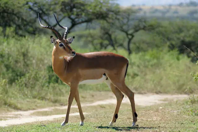 Picture of an impala