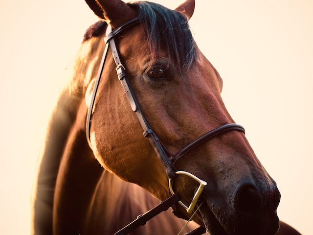 a picture of a horse waring a martingale