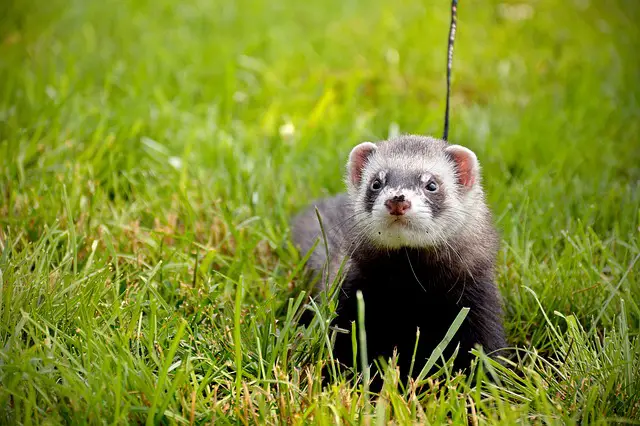Picture of a ferret