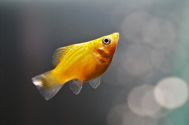 Picture of a yellow colored molly fish