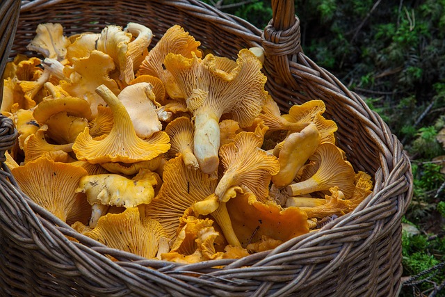 Picture of a basketful of mushrooms 