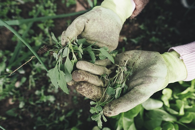 picture of a person's hands showing rooted out weeds 