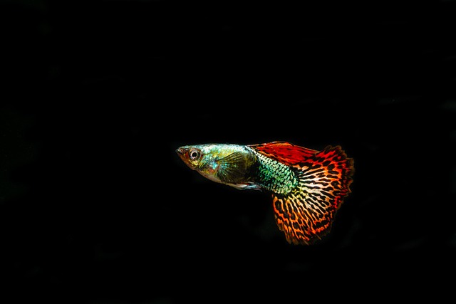 Picture of a guppy fish