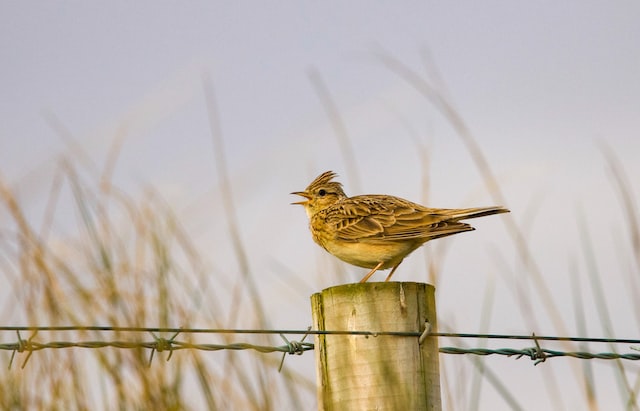 picture of a skylark