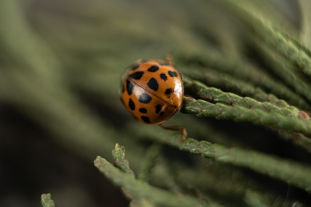 picture of an orange ladybug