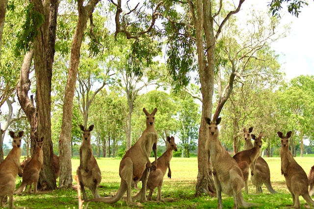 Picture of a troop of kangaroos