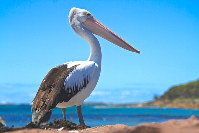 Picture of a pelican