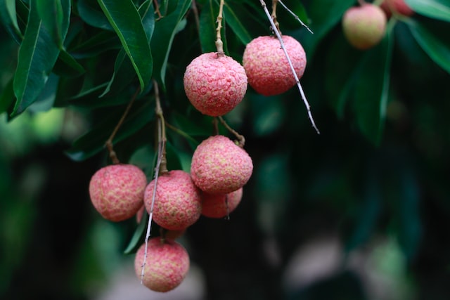 Picture of lychee